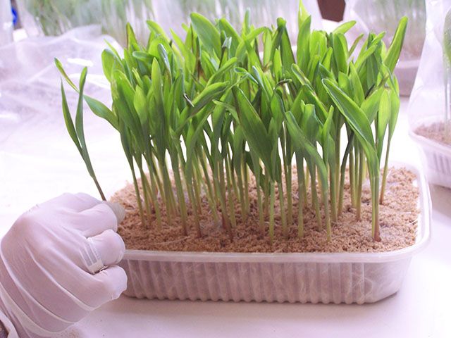 Semillas Germinando